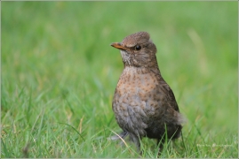 <p>KOS ČERNÝ (Turdus merula)</p>